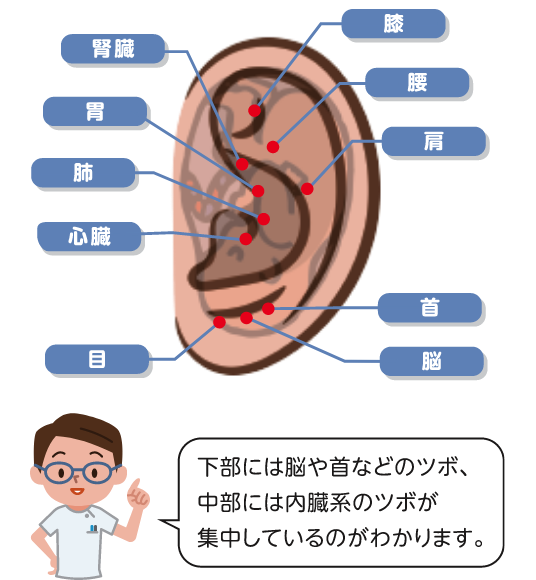 神秘的！？耳の形とツボの関係