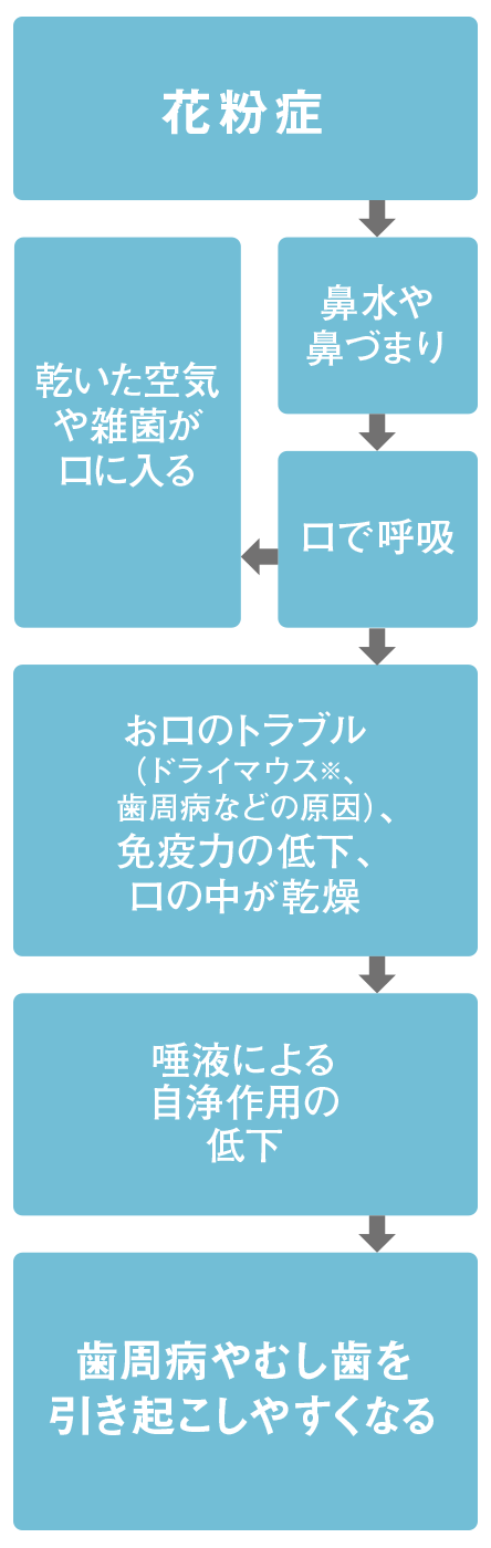 花粉症が引き起こす口内環境の変化。１．花粉症、２．鼻水や鼻づまり、３．口で呼吸、4．お口のトラブル（ドライマウス、歯周病などの原因）、免疫力（めんえきりょく）の低下、口の中が乾燥。または乾いた空気や雑菌が口に入る、5．唾液による自浄作用の低下、6．歯周病や虫歯を引き起こしやすくなる