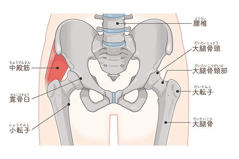 大腿骨頸部骨折とその症状